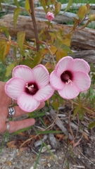 Hibiscus laevis