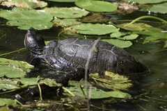 Trachemys scripta