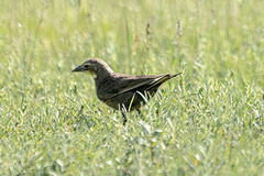 Xanthocephalus xanthocephalus