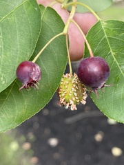 Amelanchier × lamarckii