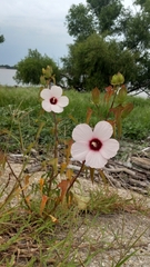 Hibiscus laevis