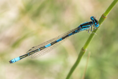 Coenagrion caerulescens