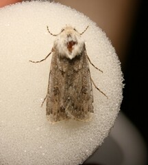 Agrotis ripae