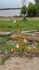 Hibiscus laevis