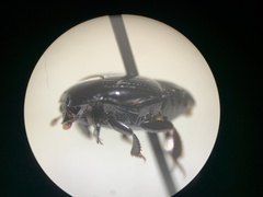 Histerinae