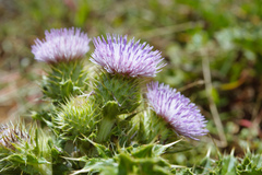 Cirsium brevicaule