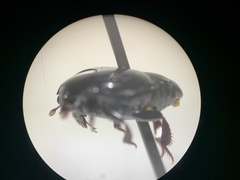 Histerinae