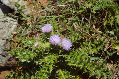 Cirsium brevicaule