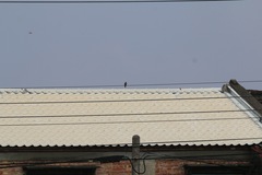 Hirundo tahitica