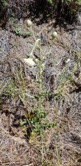 Cirsium cymosum