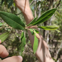 Morisonia ferruginea