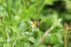 Megachile takaoensis
