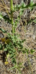Cirsium cymosum