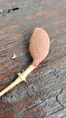 Morisonia ferruginea
