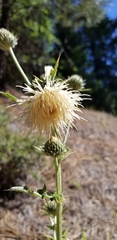Cirsium cymosum
