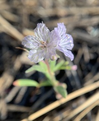 Phacelia exilis