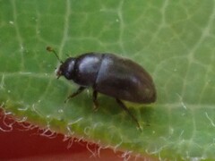 Fabogethes nigrescens