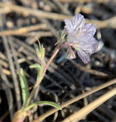 Phacelia exilis