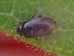 Fabogethes nigrescens