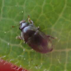 Fabogethes nigrescens