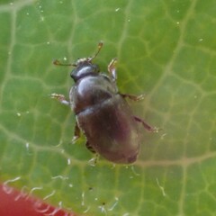 Fabogethes nigrescens