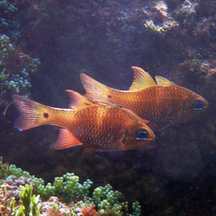 Ostorhinchus norfolcensis