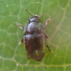 Fabogethes nigrescens