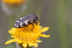 Acmaeodera idahoensis
