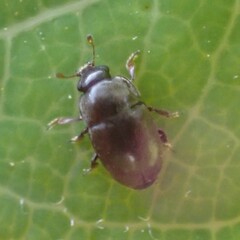 Fabogethes nigrescens