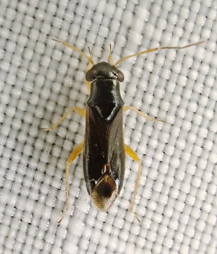 Pilophorus gracilis