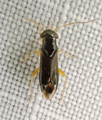 Pilophorus gracilis