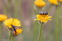Acmaeodera idahoensis