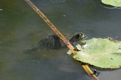 Trachemys scripta elegans