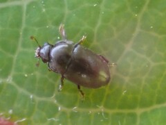 Fabogethes nigrescens