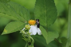 Megachile disjunctiformis