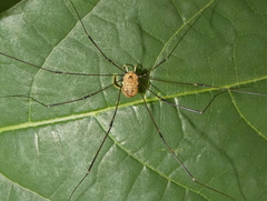 Leiobunum aldrichi