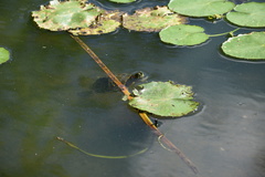 Trachemys scripta elegans