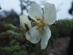 Rosa sericea morrisonensis