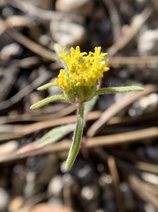 Orochaenactis thysanocarpha