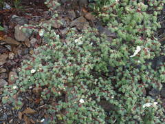 Rosa sericea morrisonensis