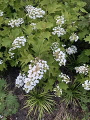 Hydrangea quercifolia