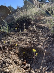 Orochaenactis thysanocarpha