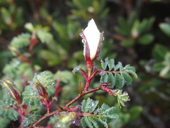 Rosa sericea morrisonensis