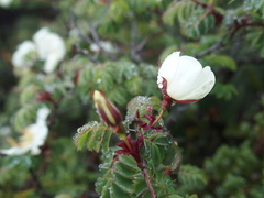Rosa sericea morrisonensis