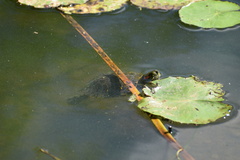 Trachemys scripta elegans