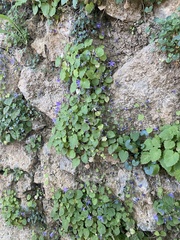 Campanula fragilis