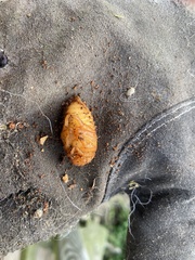 Monocesta coryli