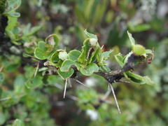 Berberis morrisonensis