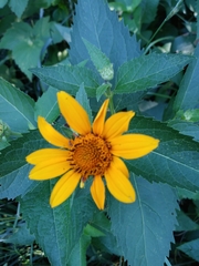 Heliopsis