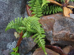 Dryopteris alpestris